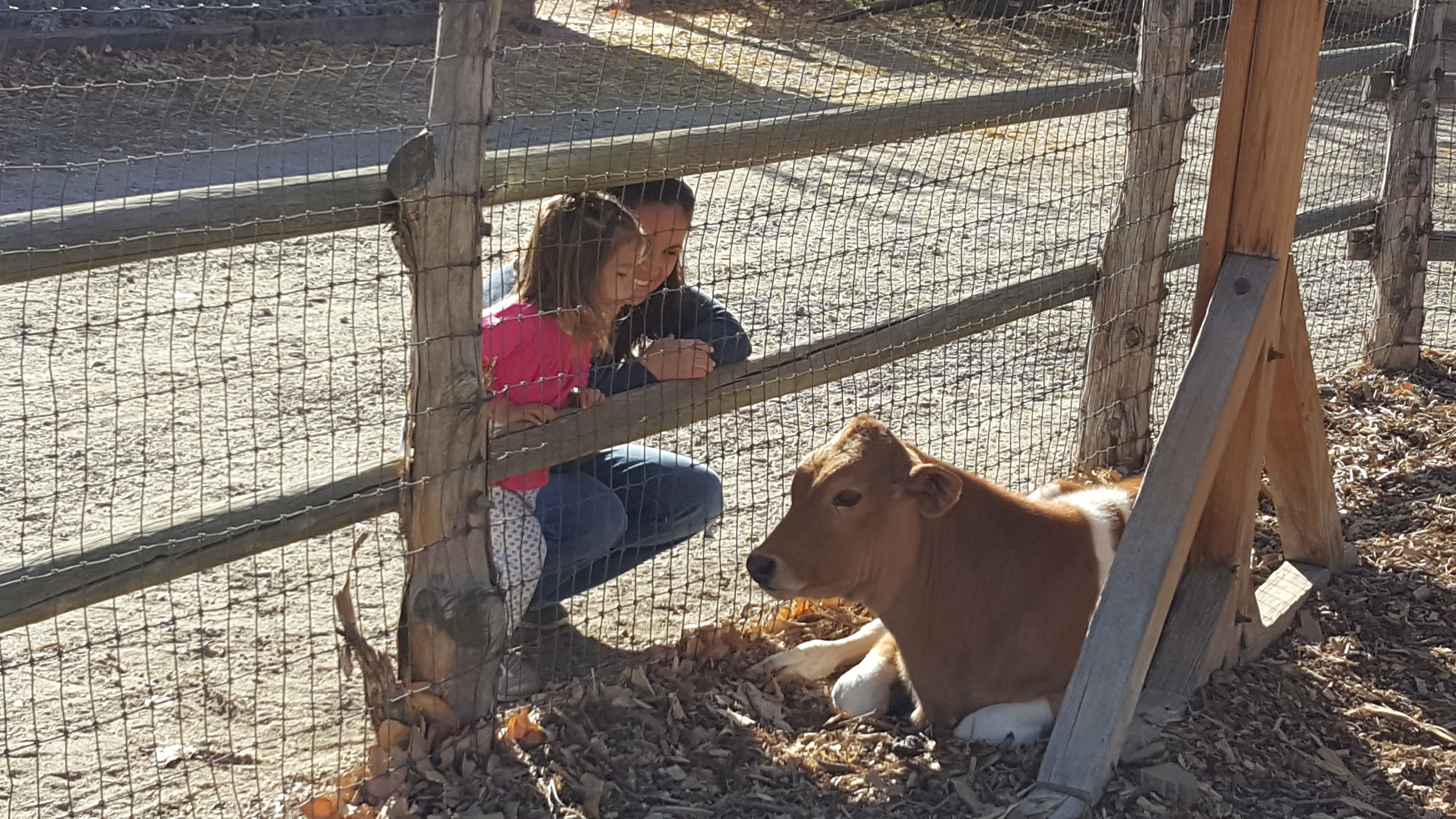 Mom and child looking at a cow