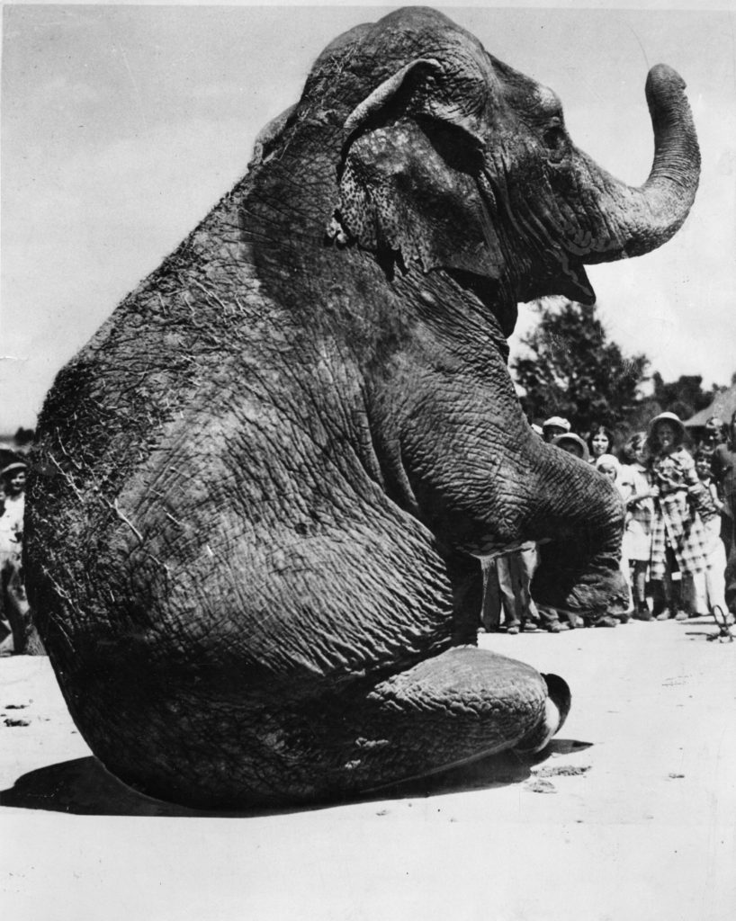 Princess Alice the Elephant