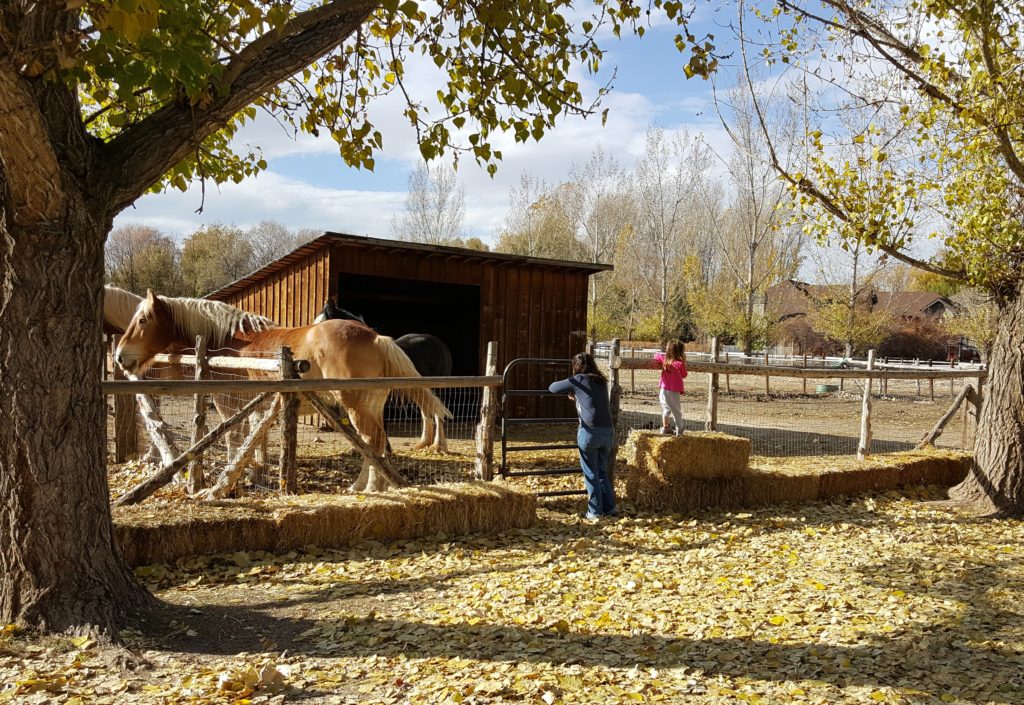 horses in a pasture