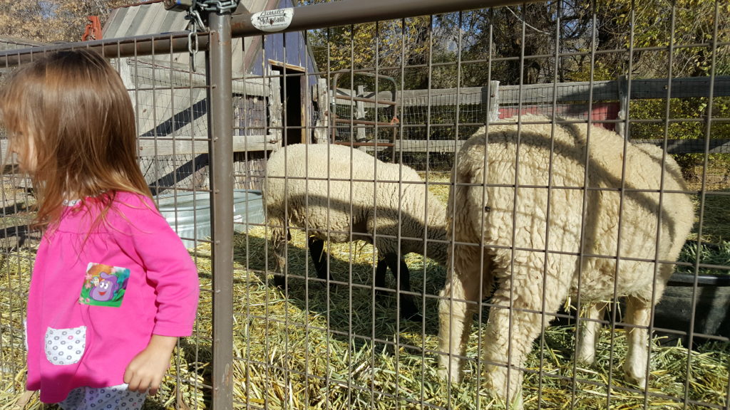 sheep in a pen